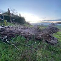 Tronco per legna da ardere