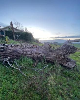 Tronco per legna da ardere