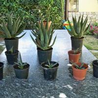 Agave Nigra piccole