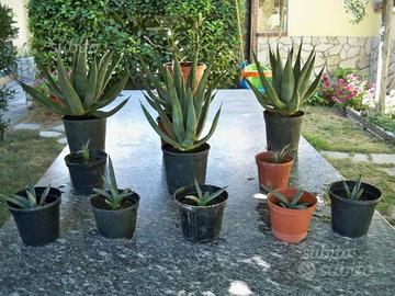 Agave Nigra piccole