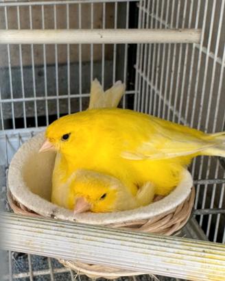 Canarini gialli