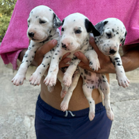 Cuccioli di Dalmata