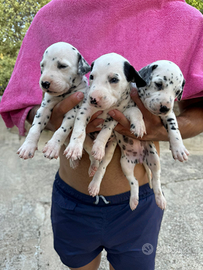 Cuccioli di Dalmata