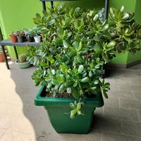 Albero di Giada