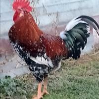 Galli Millefiori di Lonigo. e Valdarnese Bianca