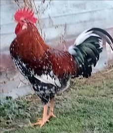 Galli Millefiori di Lonigo. e Valdarnese Bianca