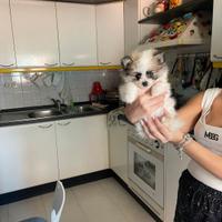 Cucciola Spiz di Pomerania