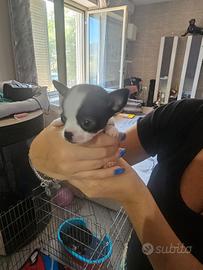 Chihuahua