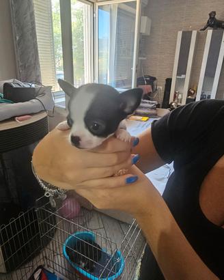 Chihuahua