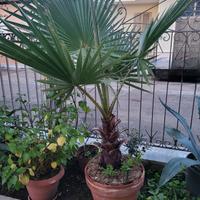 Palma in vaso