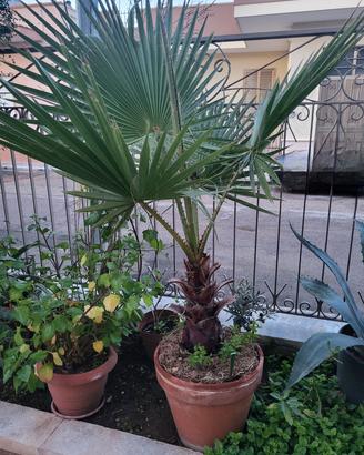 Palma in vaso