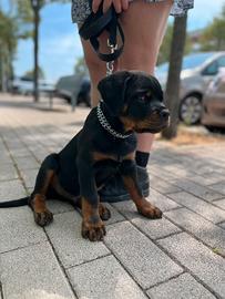 Rottweiler cucciolo