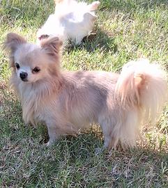 Maschio simil chihuahua