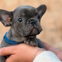 Cucciolo maschio blu francese
