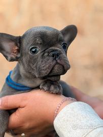 Cucciolo maschio blu francese
