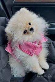 VOLPINI SPITZ di POMERANIA CUCCIOLI - pag rateale