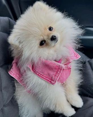 VOLPINI SPITZ di POMERANIA CUCCIOLI - pag rateale