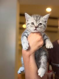 Cucciole di Scottish fold e straight