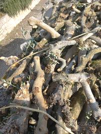 Legna d'olivo da Ardere