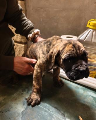 Cuccioli di cane corso