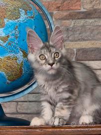 Maine coon femmina con pedigree