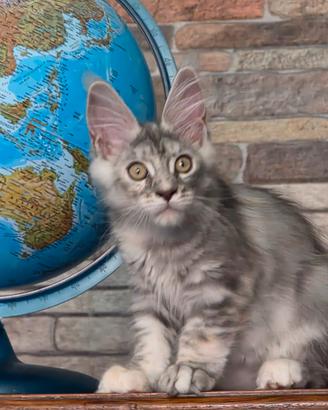 Maine coon femmina con pedigree