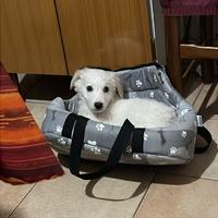 Cucciolo maltipoo 4 mesi