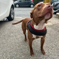 Pitbull RedNoise