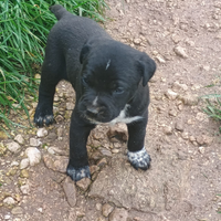 Cucciolo maschio di cane corso