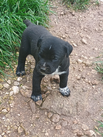 Cucciolo maschio di cane corso