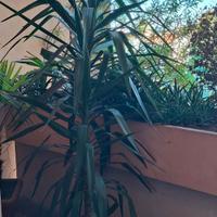 Pianta di Yucca (Tronchetto) h 2,60m