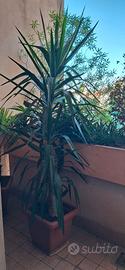 Pianta di Yucca (Tronchetto) h 2,60m
