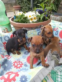 Pinscher VERO TOY cuccioli