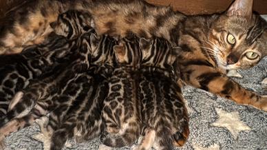 Bengal brown con pedigree