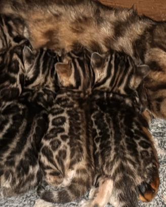 Bengal brown con pedigree