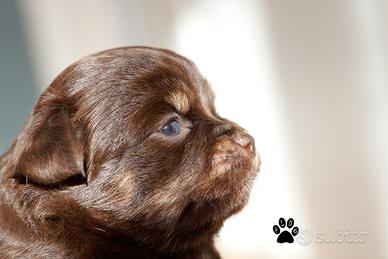 Chihuahua Choco pelo lungo