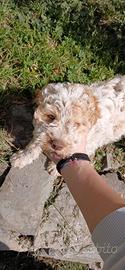 Lagotto