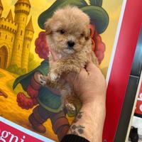 Barboncino Miny toy asiatico ultimo maschio