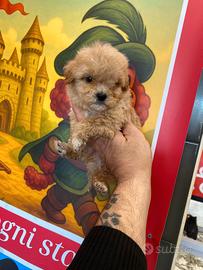 Barboncino Miny toy asiatico ultimo maschio