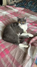 Splendida gatta Scottish Straight