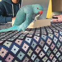 Parrocchetto allevato a mano