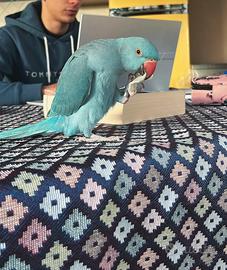 Parrocchetto allevato a mano