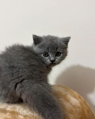 Cuccioli scottish