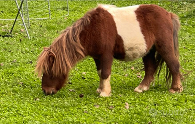 Mini pony Ercolino