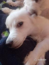 Cucciolo di razza maltese 4 mesi