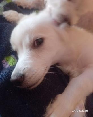 Cucciolo di razza maltese 4 mesi