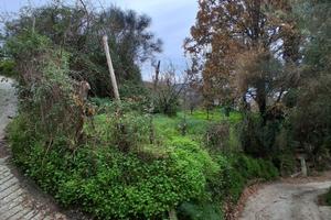 Terreno agricolo sull ' isola d 'Ischia