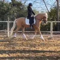Cavallo Lusitano