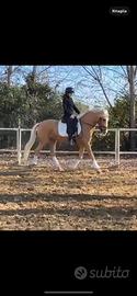 Cavallo Lusitano
