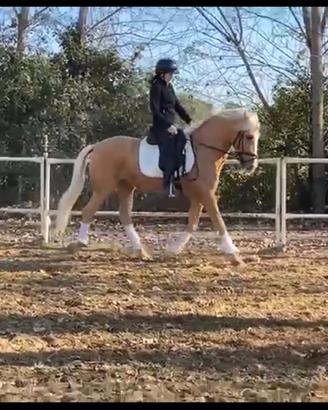 Cavallo Lusitano